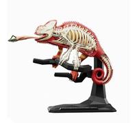 Modello Organo Animale Per Lo Studio E L'insegnamento Precoce Modello Animale Giocattolo Didattico Precoce Bambini Manuale Istruzioni Dettagliato