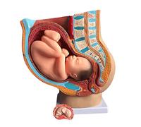 Modello Organo Umano Dipinto A Mano, 4 Pezzi, Organi Estraibili, Pelvis Femminile Umano con Gravidanza, Modello Feto 9 Mesi