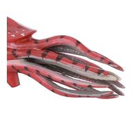 Modello Orthoceras, durevolezza Sicuro da usare Modello Orthoceras desktop, istituto di formazione Educazione precoce per bambini domestici(PL127-1526)