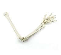 Modello osseo articolare umano, modello anatomico delle ossa degli arti superiori, modello scheletrico con ossa dall'aspetto realistico e modello anatomico didattico