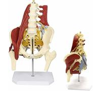 Modello osseo della colonna lombare umana, modello di bacino femminile, ernia del disco pelvico, dimostrazione di riparazione dei muscoli del pavimento pelvico materno, modello anatomico