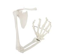 Modello osseo dell'arto superiore in scala 1:1 con scapola, clavicola, scheletro del braccio flessibile, strumento didattico medico per l'anatomia(With scapula)