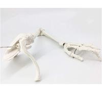 Modello Osseo Dell'Arto Superiore - Modello Anatomico Medico Di Scheletro Dell'Arto Superiore Umano - Modello Educativo Braccio Osso Scapola Clavicola Osso Del Braccio Superiore Modello Di Scheletro