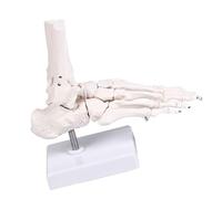 Modello osso del piede per l ' insegnamento ' anatomia e l ' uso clinico Modello anatomia del piede umano