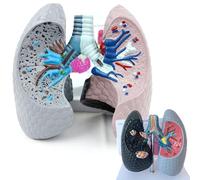Modello patologico di anatomia polmonare, polmone di fumo & modello polmonare sano per l'insegnamento della classe