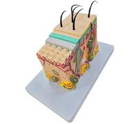 Modello pelle 35/50/70/85X Modello struttura anatomica dello strato pelle ingrandita per la visualizzazione didattica apprendimento scientifico