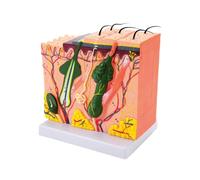 Modello pelle 35/50/70/85X Modello struttura anatomica dello strato pelle ingrandita per la visualizzazione didattica apprendimento scientifico