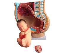 Modello pelvico con Il feto Gravidanza 9 Mesi Anatomia pelvica sagittale delle Donne per la Scienza Aula Studio Display Insegnamento Modello Medico