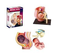 Modello pelvico di Gravidanza - Gravidanza Umana Gravidanza Corpo-Gravidanza 9 Mesi feto del Bambino & organi Rimovibili 27 pz per l'esposizione di Istruzione