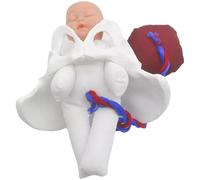 Modello pelvico educativo del parto con placenta staccabile Aiuto didattico permanente per la scuola clinica per corsi gestazionali Modello pelvico placentare per l'educazione medica