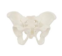Modello pelvico femminile di dimensioni ridotte Modello pelvico 3D Bacino dell'anca Modello anatomico per l'educazione scientifica Modello pelvico femminile a grandezza naturale Modello di anatomia