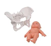 Modello pelvico Femminile E Insegnamento Di Ostetrica Bambino Per Scienza Medica Istruzione Con Insegnamento Del Bambino Ostetrica Per L'Educazione