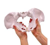 Modello pelvico femminile scheletro pelvico mobile con muscoli Modelli di insegnamento ostetrica per l'educazione scientifica Modelli ostetricia Struttura del bacino per la scuola