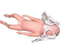 Modello pelvico for parto di donna incinta, modello pelvico for dimostrazione del parto con bambino e bacino separabili, che imita il parto, for l'insegnamento della ginecologia.(Female)