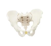 Modello pelvico maschile a grandezza naturale. Strumento didattico. Modello