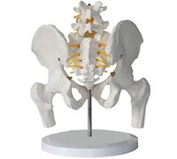 Modello pelvico Umano Modello della Colonna vertebrale con 2 Vertebre lombari, femori, Osso iliaco, Sacro e coccige per