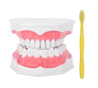 Modello Per La Cura dei Denti Dentali, Modelli Dentali Per Dimostrazione Orale Per Adulti, Modello della Bocca con Spazzolino, Modello dei Denti Compatibile Per Dimostrazione Didattica delle Cure Odon