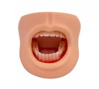 Modello per l'igiene Orale in PVC | Movimento Realistico Del Morso, Modello Didattico Dei Denti, per clinica odontoiatrica