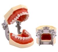 Modello per l'igiene orale - Modello dentale con 28 denti rimovibili