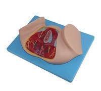Modello perineale Femminile - Modello anatomico del Sistema riproduttivo Umano - Modelli scientifici di Anatomia Umana per aiuti didattici Medici