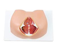 Modello Perineale Femminile Umano: Modello Anatomico Femminile, Questo Modello 1:1 Naturale Grande 33 * 23 * 10 Cm