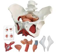 Modello perineo pelvico femminile con organi rimovibili, montaggio magnetico, dipinto a mano, muscolo pelvico femminile Modello anatomico uterino vagina ovary, vescica, retto 6 parti per