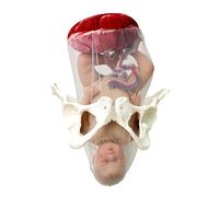 Modello placenta feto - Strumento didattico rimovibile per midwifery e ostetricia - Assistenza educativa neonatale