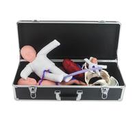 Modello Placentare Con Cordone Ombelicale - Modelli Pelvici In Pvc - Contrazioni Del Travaglio E Della Gravidanza Per La Didattica Medica In Infermieristica