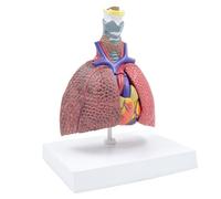 Modello polmonare anatomico umano per lo studio delle malattie Modello di anatomia respiratoria Mostra del modello di visualizzazione della ricerca sui polmoni del cuore della tiroide