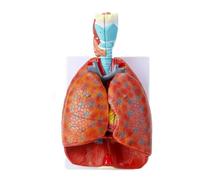 Modello polmonare umano a grandezza naturale per adulti, laringe, cuore e polmone, modello con 7 parti rimovibili e 51 segni di indicazione per studenti di medicina, studio del sistema respiratorio