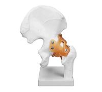 Modello professionale dell'anca umana realistica articolare scheletro con legamenti per chirurghi ortopedici e studenti in PVC alto stabile