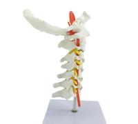 Modello professionale delle vertebre cervicali con percorsi neuronali, arteria carotide e osso occipitale per dimostrazione dello studente strumento di anatomia del collo