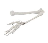 Modello professionale di ossa del braccio umano, modello di ossa dell'arto superiore per dimostrazione didattica, struttura anatomica delle ossa del braccio, omero, radio, ulna,
