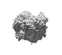 Modello Proteina Huntingtina Struttura Educativa Malattia Huntington 3D