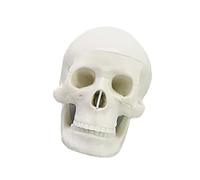 Modello realistico anatomia del cranio, White skull disassem | 17 parti staccabili, modello anatomico della testa scheletrica in PVC per l ' insegnamento in la formazione