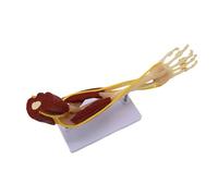 Modello realistico di anatomia dell'arto superiore in PVC con articolazioni mobili per insegnare a medici e studenti che allenano il braccio ad alta simulazione