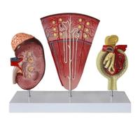 Modello renale con nefroni e glomeruli per studenti di anatomia, strutture anatomiche dettagliate per dimostrare la funzione renale umana e l'anatomia, strumento educativo