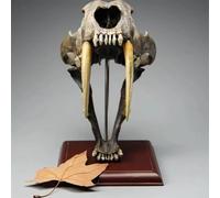Modello replica del teschio di tigre dai denti a sciabola | Modello di campione di osso di denti naturali di animali, modello di cranio 1: 1 di animali multiuso, for la pittura.