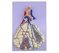 Modello respiratorio umano realistico modello di anatomia del bronzo umano a grandezza naturale per ideale per polmoni L dell'aula di anatomia dell'ospedale
