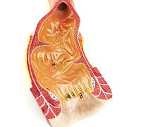 Modello rettale umano da 1 pezzo - Modello anatomico educativo in PVC for lo studio dell'anatomia e supporti didattici, scala 1:1