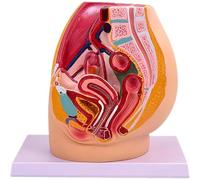 Modello sagittale del bacino maschile, simulazione di campione del sistema genito-urinario, ausilio didattico per l'anatomia medica umana,Female