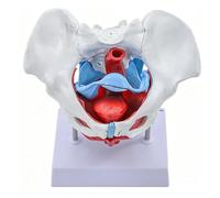 Modello Scheletrico Bacino Femminile, Modello Anatomico Muscolare Pelvico | Modello pelvico pieghevole e girevole, parti rimovibili, strumento educativo per medici, ostetriche e formazione pratica