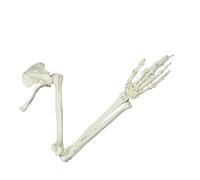 Modello scheletrico del braccio umano Studio anatomico Dimensioni della vita Studio articolare Dimensione della vita Modello del braccio