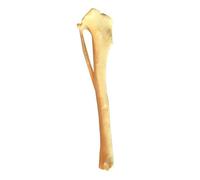 Modello scheletrico del cane Tibia per il rapporto medico Anatomia del cane Tibia modello del cranio chiaro visualizzazione della struttura scheletrica