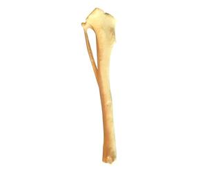 Modello scheletrico del cane Tibia per il rapporto medico | Dog Anatomy Tibia Skull Modello