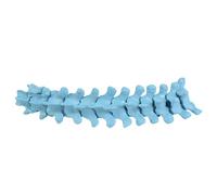 Modello scheletrico delle vertebre toraciche Modello scheletrico della colonna vertebrale toracica umana a 12 sezioni per lo studio ' anatomia e la formazione clinica Sussidio didattico clinico