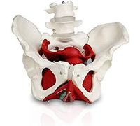 Modello Scheletrico di Anatomia Umana del Bacino Femminile Modello anatomico con Muscoli del Pavimento pelvico e organi