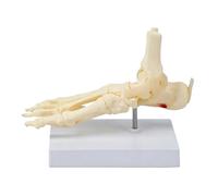 Modello scheletro del piede per visualizzazione didattica, riferimento per lo studio ' anatomia del piede con dimensioni presentazione da tavolo 22 x 12, 5 x 17 cm per lezioni in della