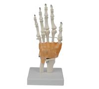Modello scheletro della mano della struttura dell'osso della mano con le dita mobili per scheletro dimostrativo in on dita articolate