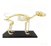 Modello scheletro di cane, stampo for insegnamento anatomia animale con osso completo cane, scheletro osso cane con testa e coda staccabile,supporto staffa,scuola veterinaria, clinica animali mostra